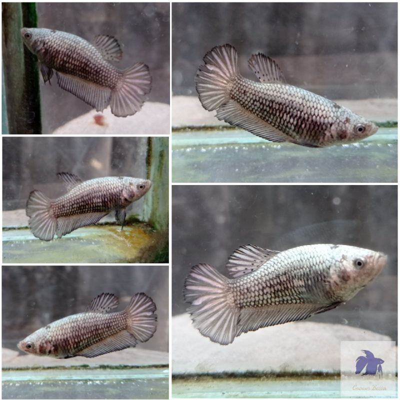 Cupang HMPK Black Copper female