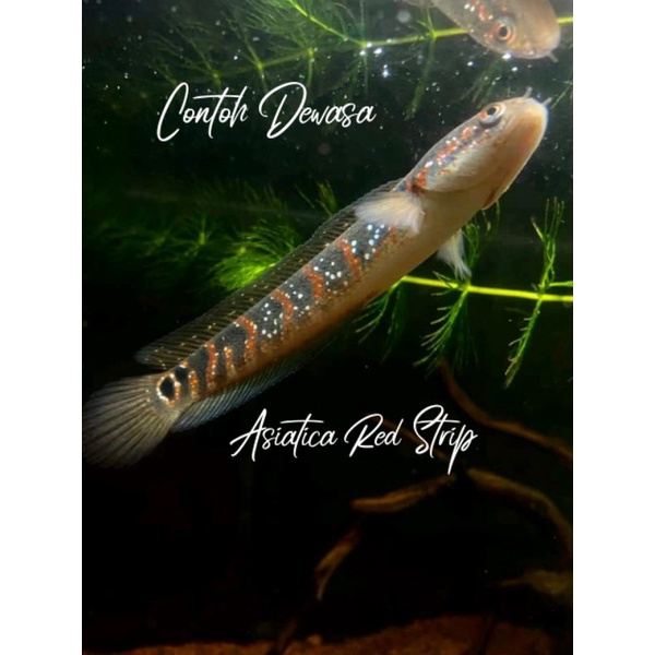 Channa Asiatica Rs Pure 6-8cm Red stripe/ ikan channna FULL MUTIARA