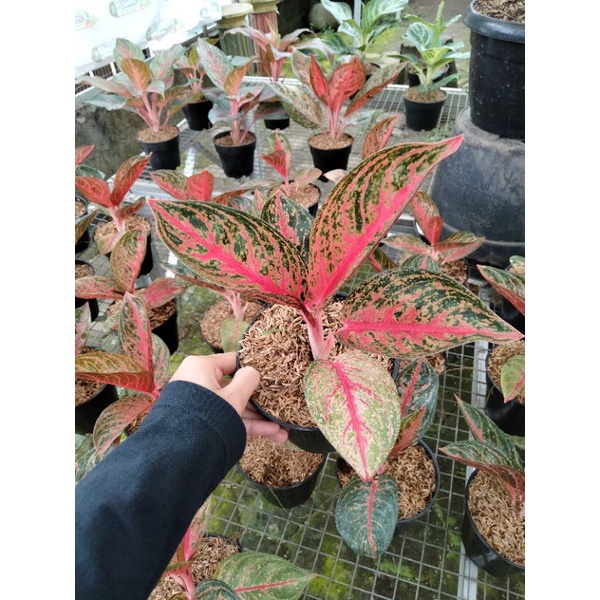 Tanaman Hias Aglonema Aglaonema Widuri Kualitas Bagus
