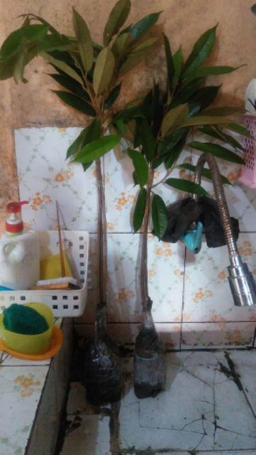 Bibit Durian Matahari Kaki Tiga