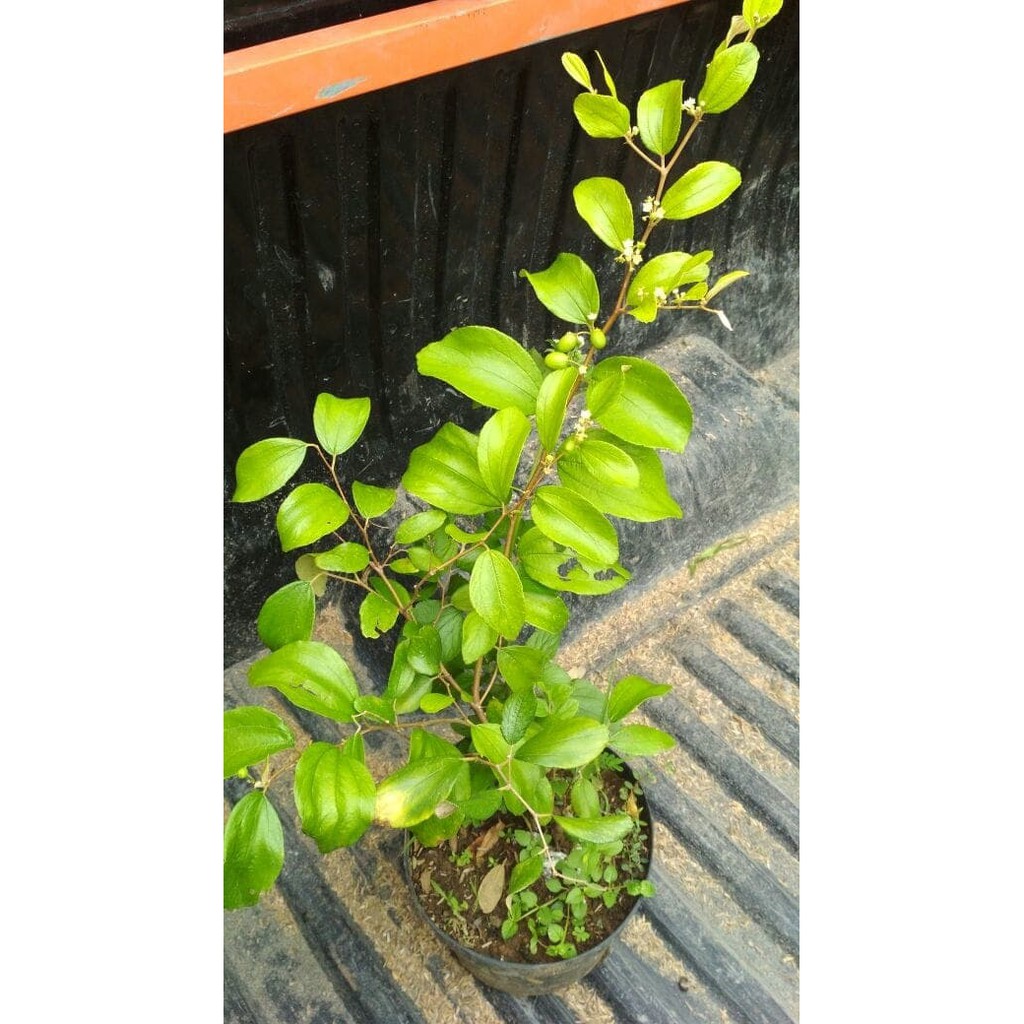 bibit pohon apel putsa  cepat berbuah