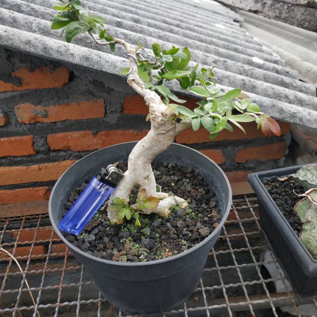 Bahan Bonsai Kaliandra Merah