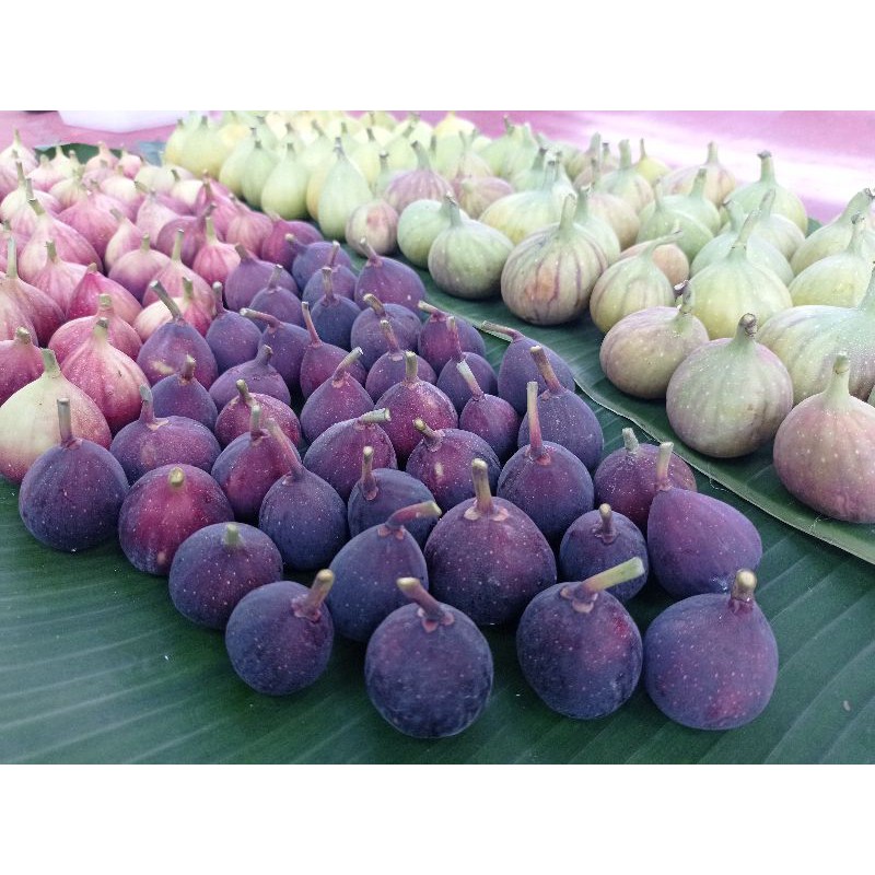 bibit tanaman buah tin aneka varian.. bibit dari induk yg sudah prodksi buah..-3