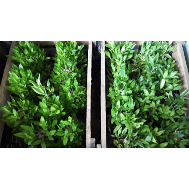 BAMBU CINA TANAMAN HIAS BAMBU REJEKI HOKI HOKY LUCKY BAMBOO MINI DEKORASI ECER