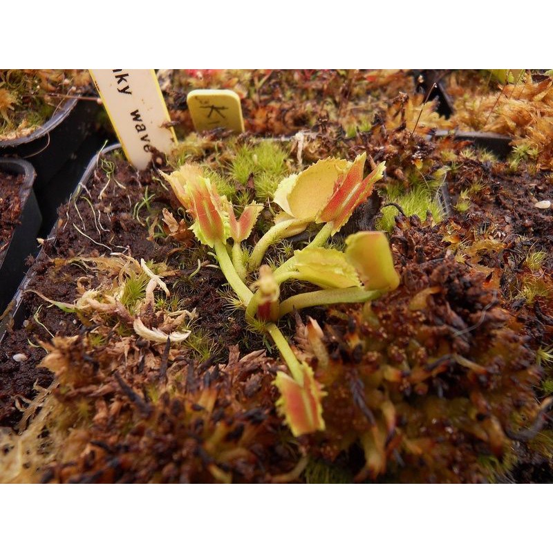 Tanaman Karnivora Venus FlyTrap Venusflytrap VFT Kinky Wave