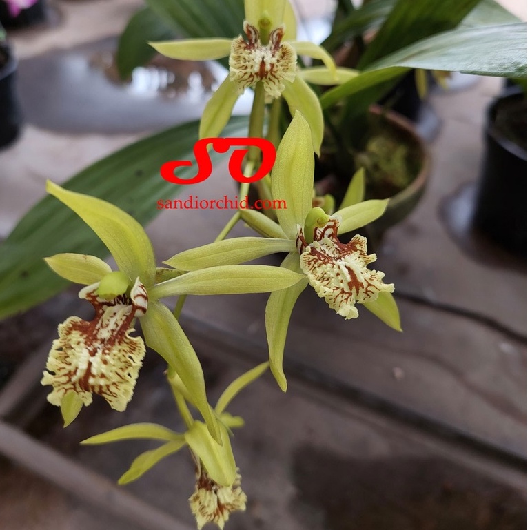 [ DEWASA ] Coelogyne mayeriana – Anggrek Hitam Sumatera yang Elegan dan Langka