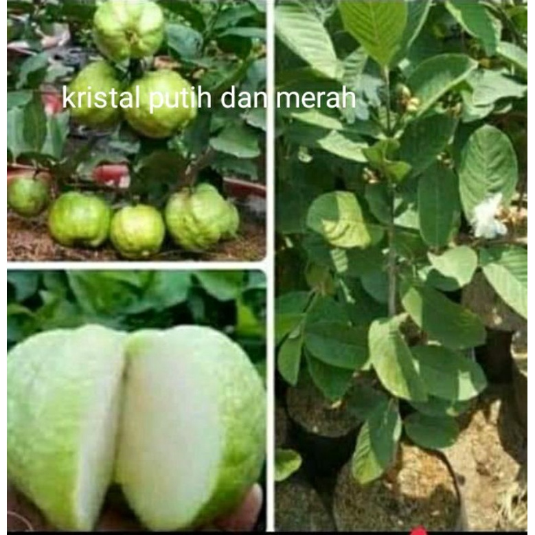 Jambu kristal berbuwah