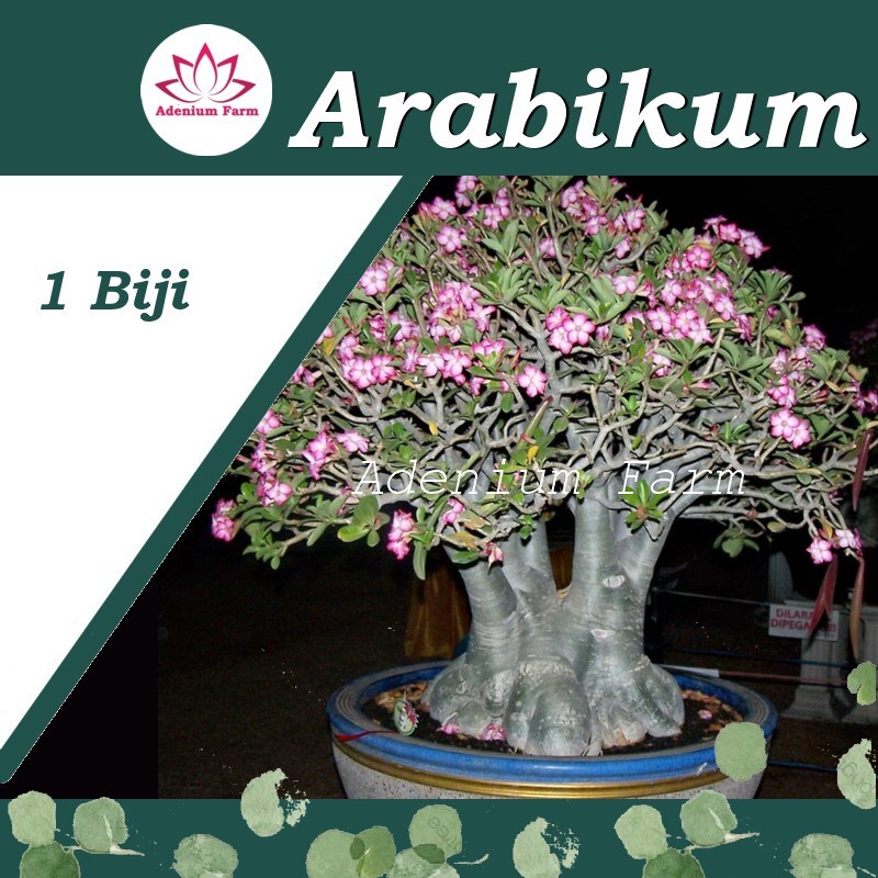 Biji Bibit Adenium ARABIKUM ARABICUM Bunga Hias Berkualitas Import