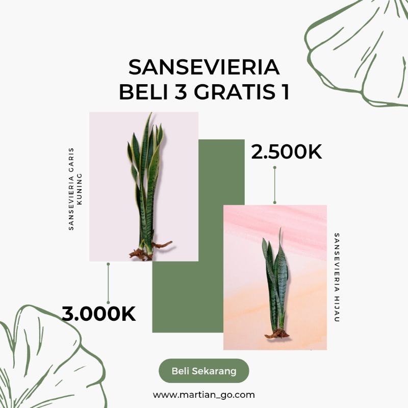 Jual Tanaman Lidah Mertua Beli Gratis Seniviera Shopee Indonesia