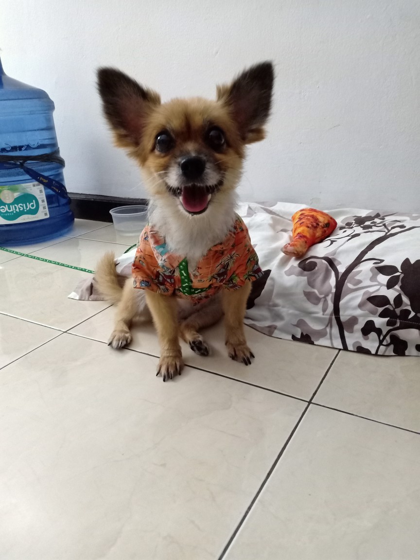 Semen Oker Semen Warna Semen Nat Naat Nad Naad Keramik Marmer Tegel Porselen Porselain Mozaik