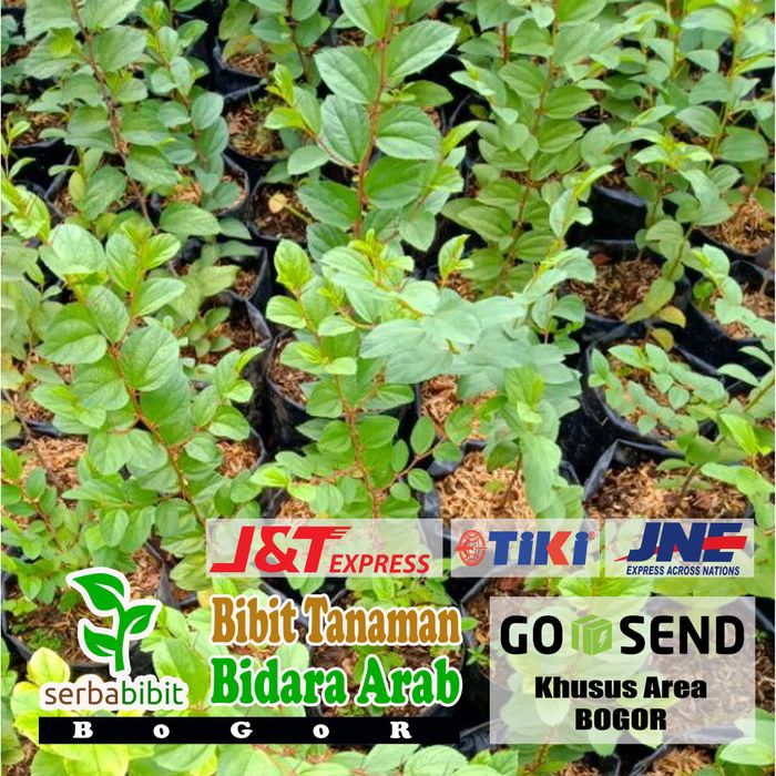Bibit Tanaman Bidara Arab - Pohon Bidara Arab