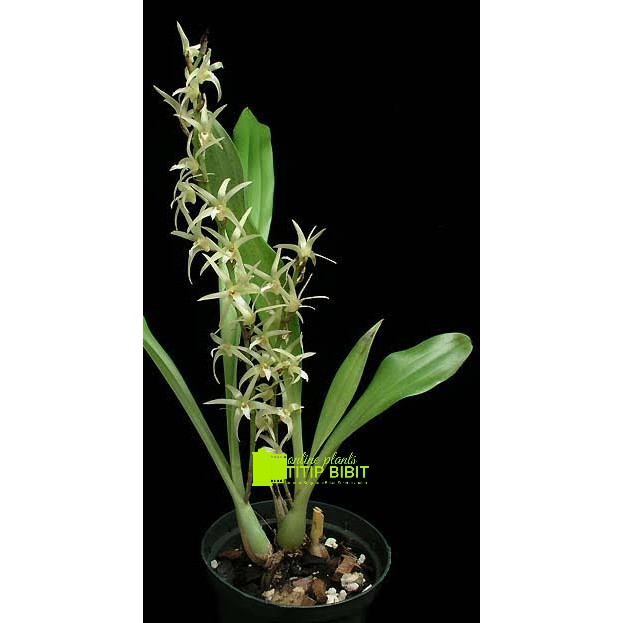 anggrek spesies dendrobium eria javanica