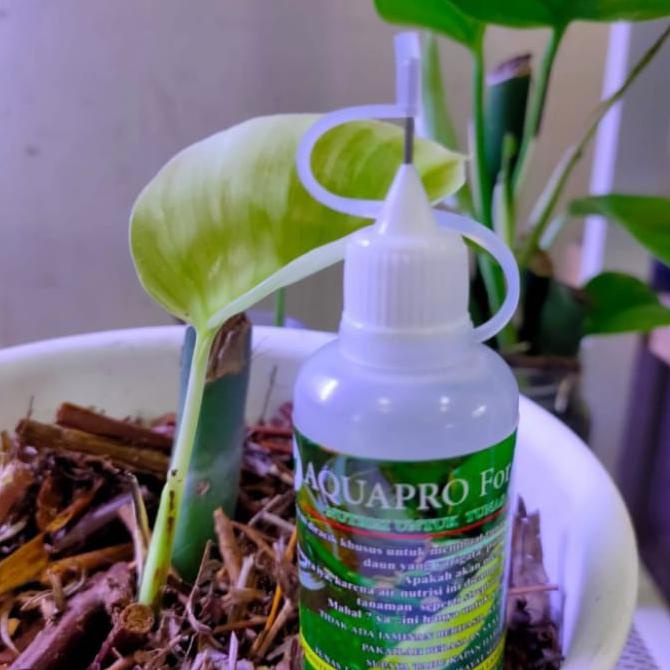 STREPTOMICIN, EMS DAN HORMON GIBERELIN DISATUKAN + NUTRISI VARIGATA