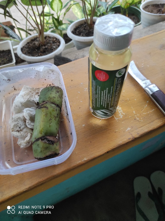 Hormon Variegata Tanaman Monstera Dll