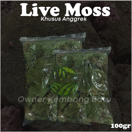 MEDIA TANAM LUMUT HIDUP - LIVE MOSS - MEDIA TANAM ANGGREK BULAN - MEDIA TANAM ANGGREK