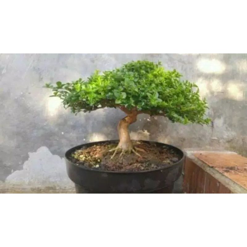 bahan bonsai sancang tanaman hidup tinggal meneruskan