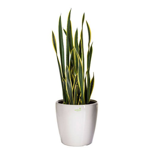 Tanaman Lidah Mertua atau Sanseviera Black and gold