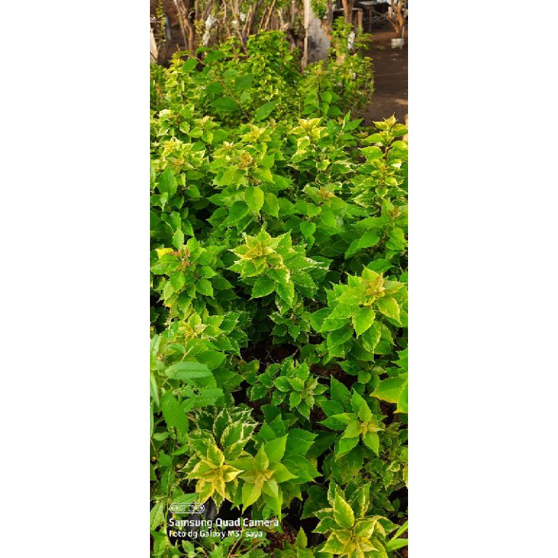 bibit bunga bougenville id singapore kuning daun hijau(bukan varigata)