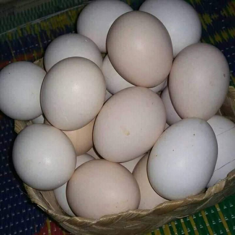 

telur ayam kampung