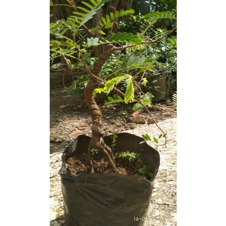 2 Pohon Bahan Bonsai Asem Jawa Gerak Dasar