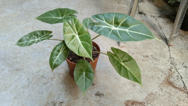 Kemoceng Bulu Sintetis/kemoceng Bulu Sintetis Gagang Kayu