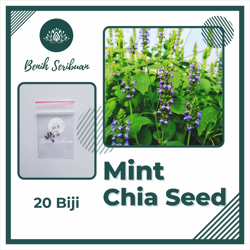 BS-BYL Benih Herbal Bibit Herb Herba Daun Mint Peppermint Lavender Basil Kale Kucai Coriander Parsley Alfalfa Grass-MINT CHIA SEED