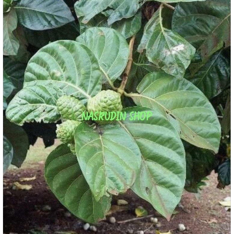 

DAUN MENGKUDU SEGAR 1KG LANGSUNG PETIK