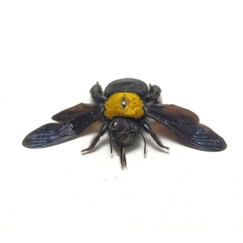 AWETAN SERANGGA LEBAH XYLOCOPA