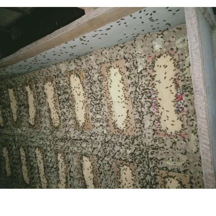 Bagus Banget.. telur jangkrik kalung murah berkualitas bagus 1kg