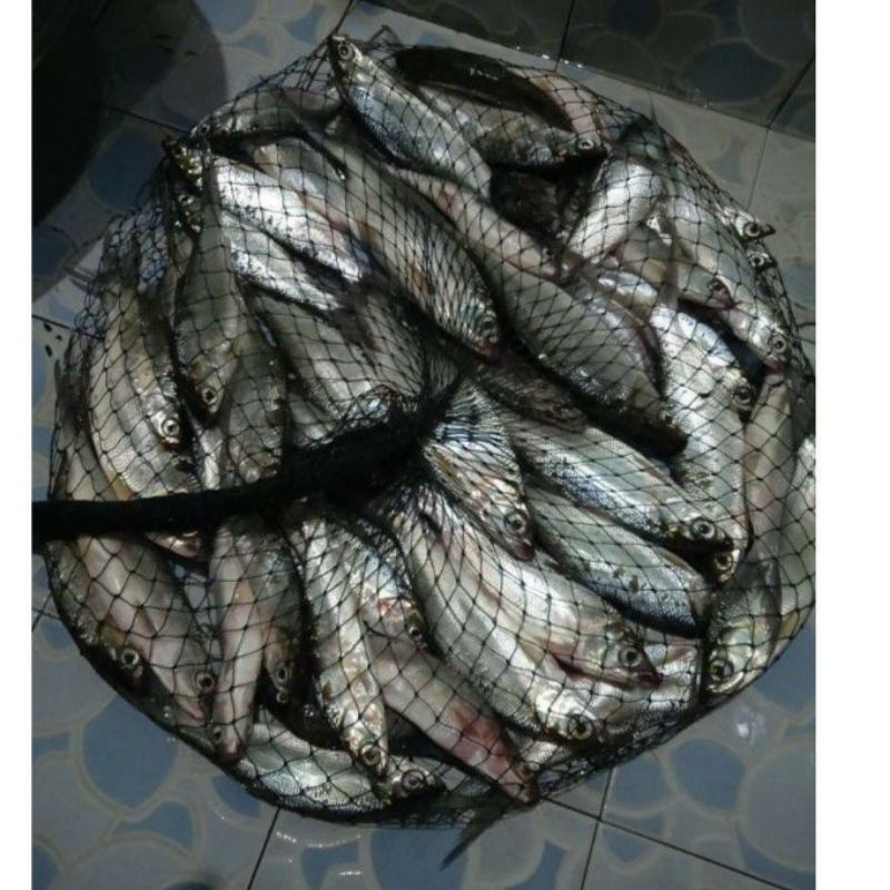 ( grosir ) koja serut / keramba ikan 150cm