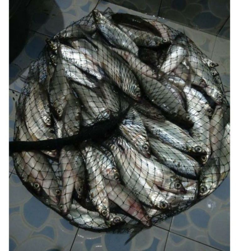 (grosir) koja serut / korang ikan 120cm