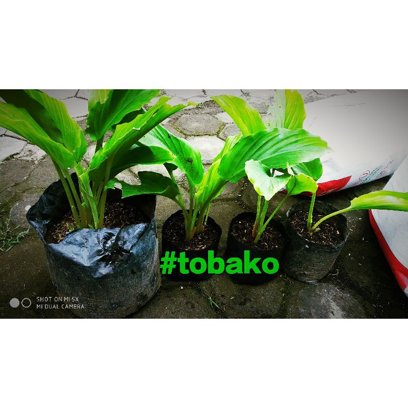 kunir hitam / kunyit hitam