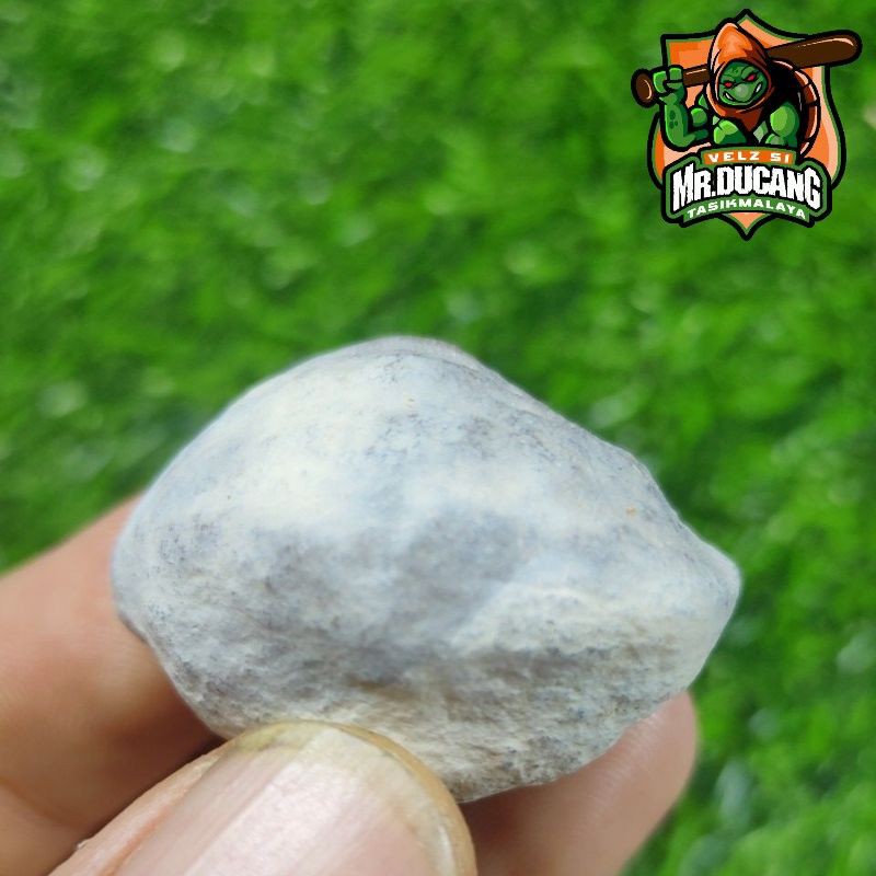 MUNCANG ADU KEMIRI MANTILI BAGIO SI DOMBA ORI 100%