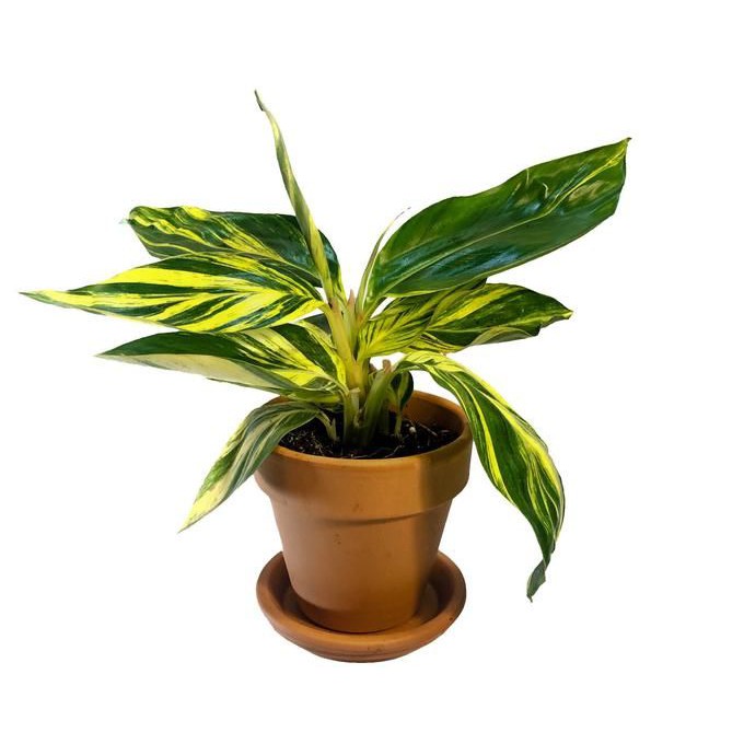 Calathea Alpinia Zerumbet