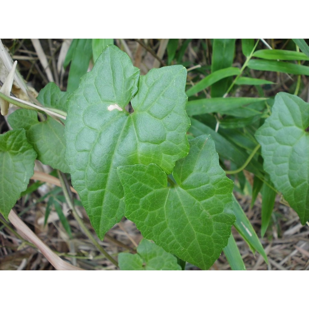 

daun sembung rambat 500gr