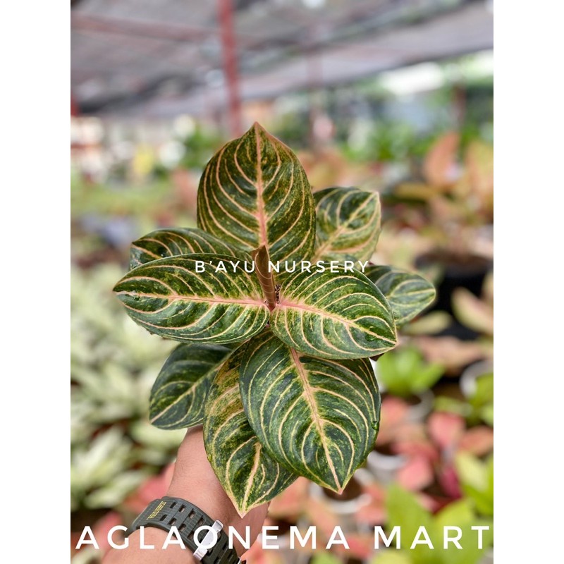 aglaonema rinjani