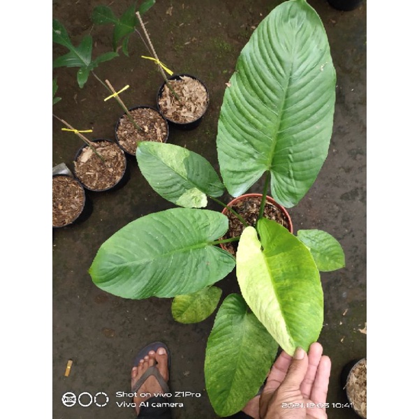 homalomena schismatoglottis varigata tangkai merah