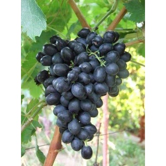 Bibit Anggur Import Maroseedless/Tanpa biji/Tanaman Anggur Import Maroseedless
