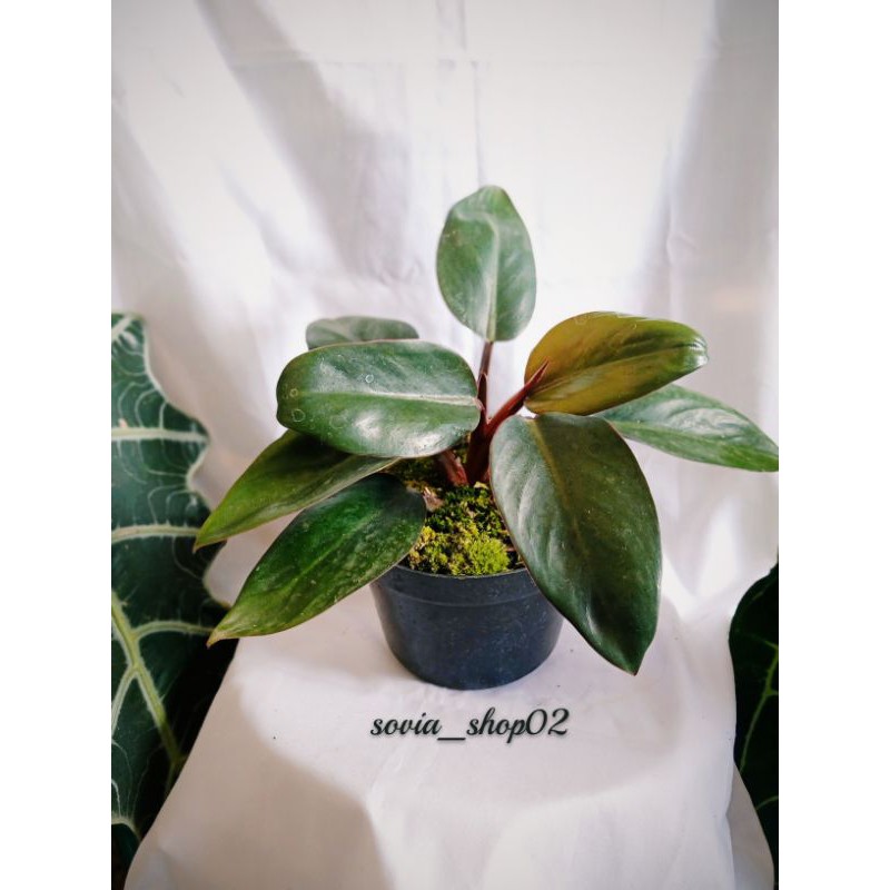 Tanaman hias philo red congo/philo congo,rojo congo