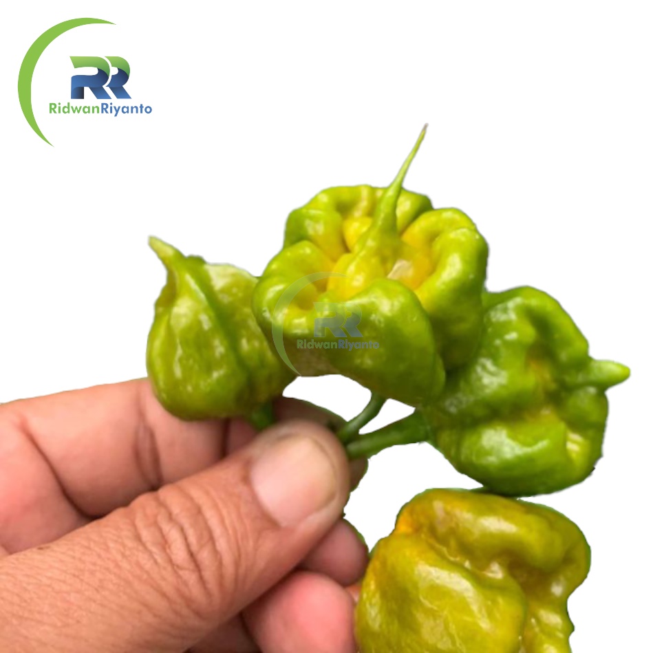 BIJI Benih Cabe CAROLINA REAPER Mustard Cabai Terpedas Nomor 1 di Dunia Versi Guinness World Record