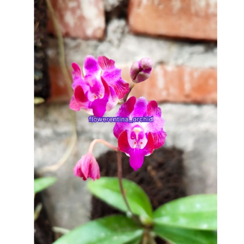 Anggrek bulan mini (doritis pulcherima) Dewasa