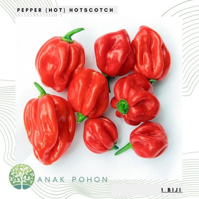 Benih Bibit Biji - Cabai Pepper (Hot) Hotscotch Scotch Bonnet Seeds (1 biji) ANPN62