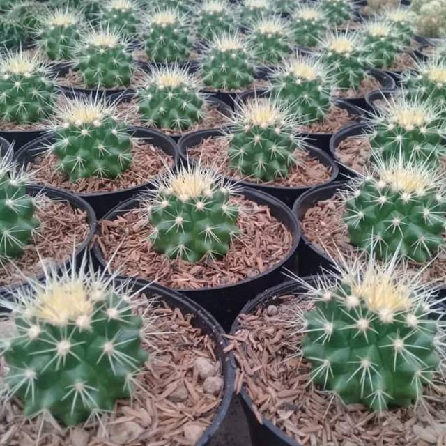 Paling Murah Golden Barrel 7K9OjEF5djVZA