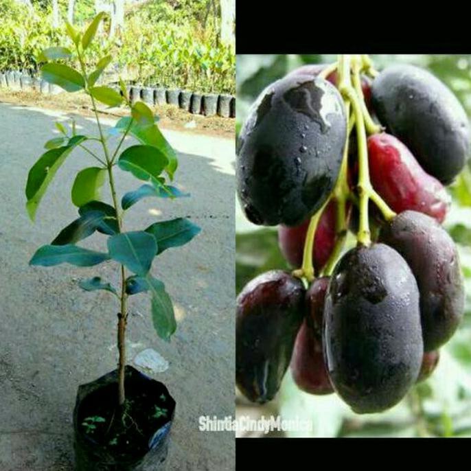 

Bibit Buah Jamblang Juwet Duwet Bibit Jamblang Ungu Tokabkbek33 Dijamin