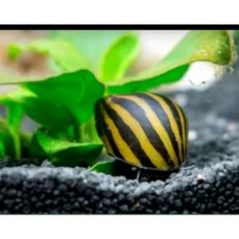 Keong turbo pembersih Aquarium Aquascape
