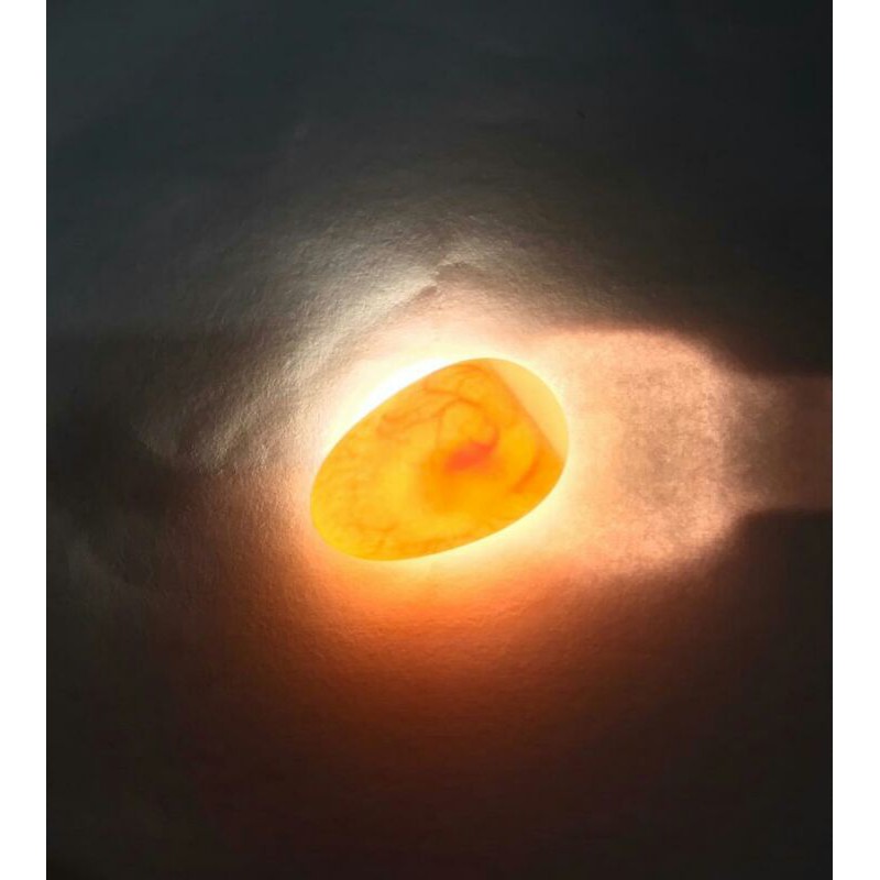 TELUR WALET ASLI (SEPASANG) TERMURAH