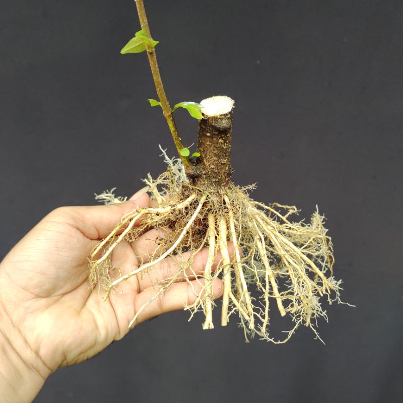 bonsai mame Anting putri