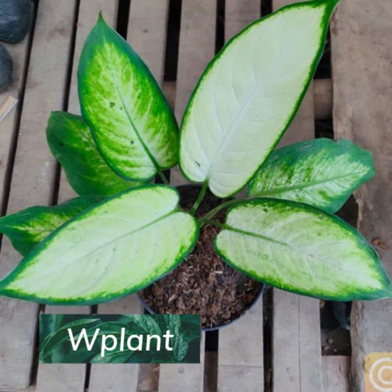 Tanaman Hias Aglonema Tisu / Dieffen Putih Daun Bahagia