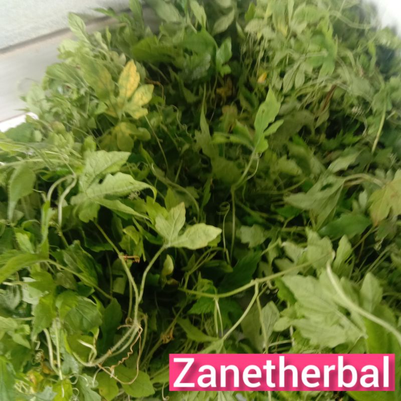 

Jual daun pare hutan per 1 kg segar petik langsung-az