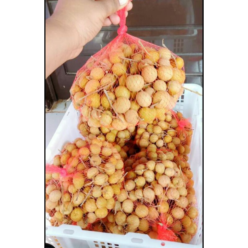 

Buah klengkeng bangkok fresh 1kg